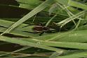 Dolomedes_fimbriatus_D5109_Z_88_Canal du Nivernais_Frankrijk